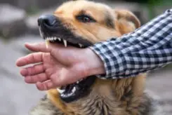 Johns Creek Dog Bites Lawyers