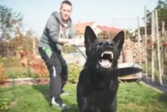 Dunwoody Dog Bites Lawyer