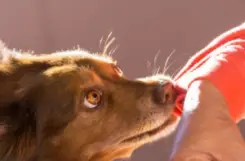 Duluth Dog Bites Attorney