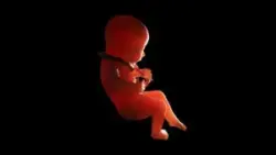 An image of a fetus