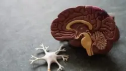 An image of a plastic brain