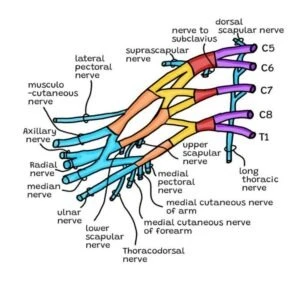 Both Klumpke’s Palsy and Erb’s Palsy are caused by damage to the brachial nerve plexus, as shown here. The regions damaged create the differences.