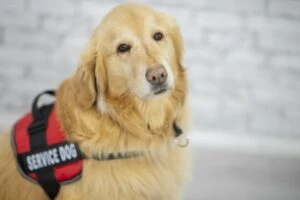 5-reasons-why-having-a-service-dog-can-make-a-difference