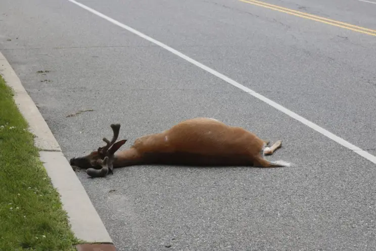 dead deer on the side of the road