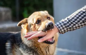 Union City Dog Bite Lawyer