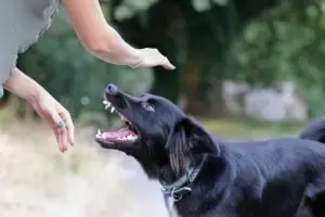 Decatur Dog Bite Lawyer