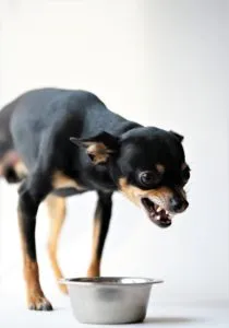 a dog baring its teeth, ready to bite