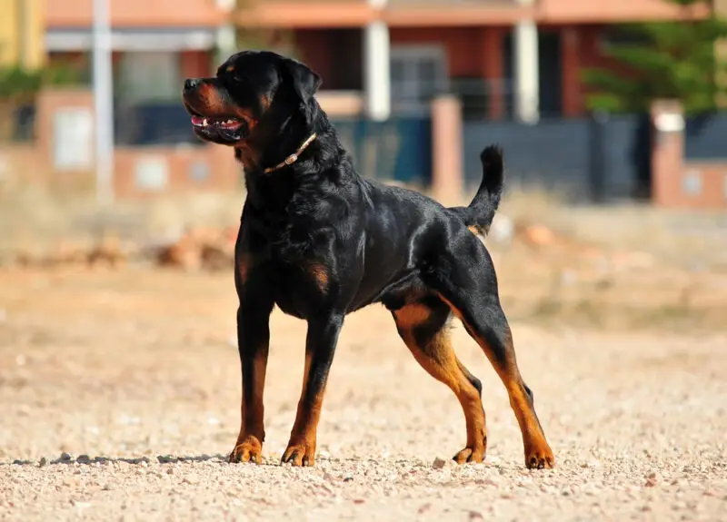 A rottweiler stands before attacking someone who will need a Hilton Head dog bite lawyer.