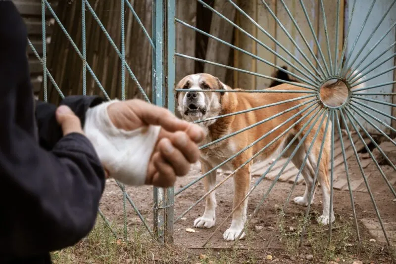 Rock Hill Dog Bite Lawyer