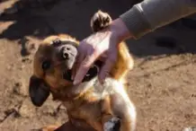 Catahoula Dog Bite Lawyer