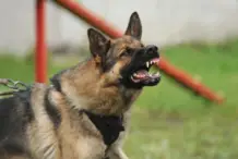 Iota Dog Bite Lawyer