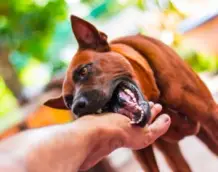 Opelousas Dog Bite Lawyer