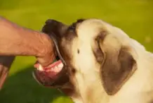 Lafayette Filing a Dog Bite Claim Lawyer
