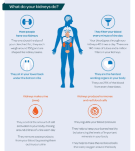 Protein Bars for Kidney Health