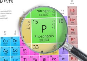 What Are the Health Benefits of Phosphorus in Protein Bars?