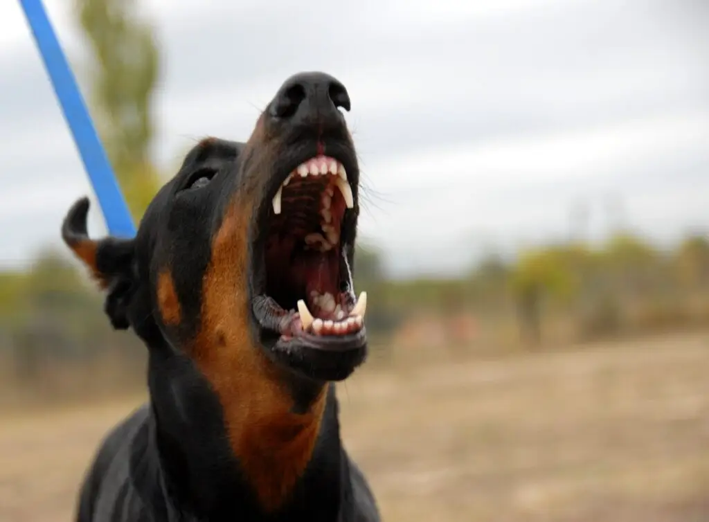 A menacing closeup image of a doberman pinscher barking. The dog's teeth are visible. Rockpoint Legal Funding provides cash for plaintiffs in dog bite lawsuits.