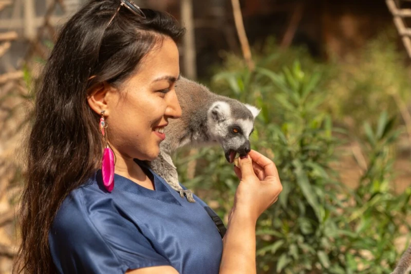 A woman feeds fruit to a lemur