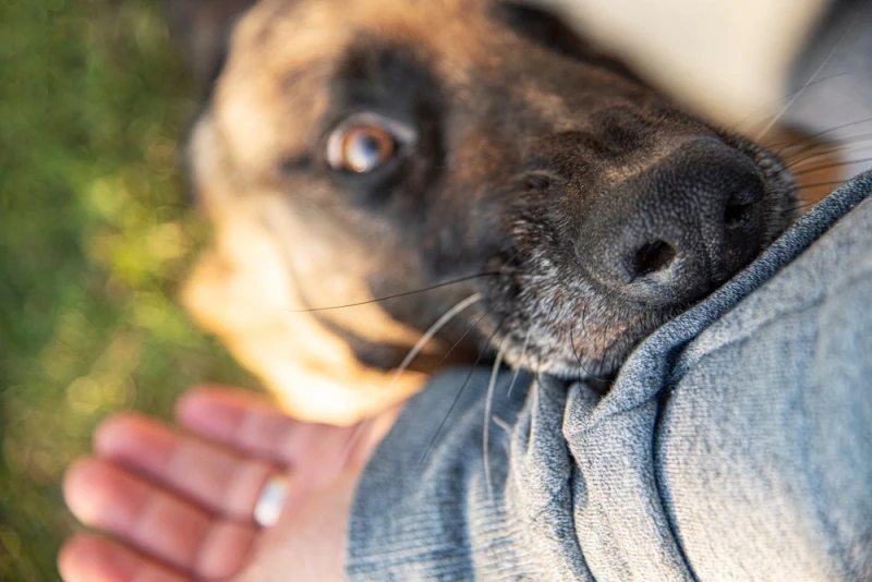 Lawsuit Loans for Dog Bite Cases in Fresno