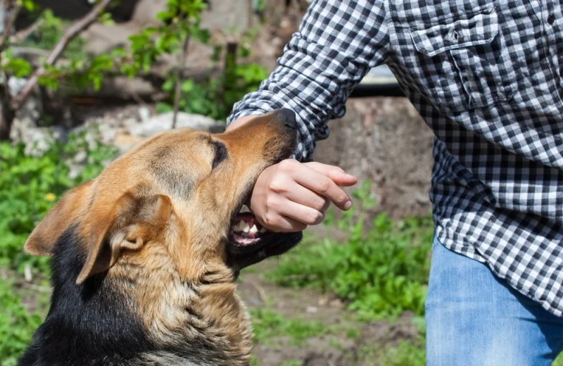Lawsuit Loans for Dog Bite Cases in San Francisco