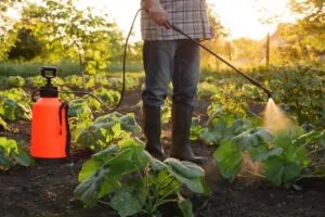 farmer spraying pesticide over garden