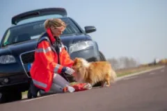 a-car-accident-attorney-can-prove-fault-after-crashing-involving-animal