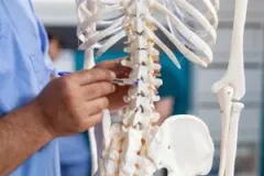 A doctor using a spinal cord model. You can seek damages with a spinal cord injury lawyer in Avon, Indiana.