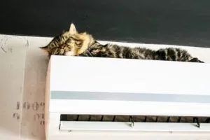 kitten on an air conditioner