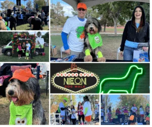 SPCA Neon Dog Walk