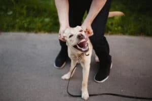 aggressive dog with owner