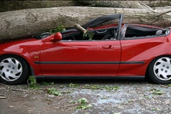 Tree crashed on car