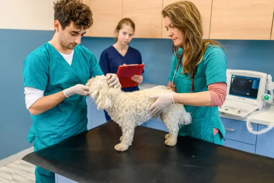 Dealing with the Texas Board of Veterinary Medical Examiners