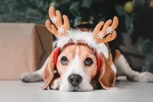 Dog Bites Rise Over the Holidays