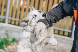 Houston Dog Bite Lawyer