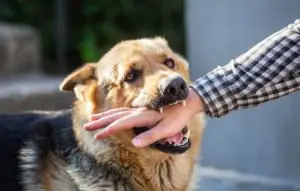 Gainesville Dog Bite Lawyer