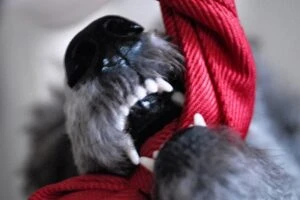 dog with teeth shown chewing a red toy