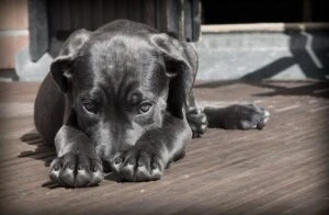 black lap puppy lying on the side of the street