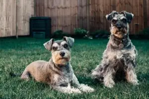 Two Airedale terriers sitting on a lawn