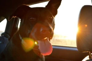 panting dog riding in a car