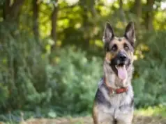 A German Shepherd sitting in a park with its mouth open.