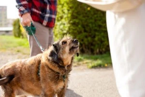 dog getting ready to bite someone