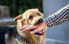 seek damages, and our Deerfield Beach dog bite lawyer is ready to help you. Deerfield Beach Dog Bite Lawyer