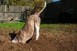 A dog digging a hole.