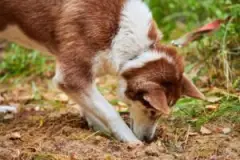 husky dog digging in ground