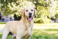 yellow lab in park