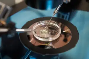 a close-up of a petri dish during in vitro fertilization