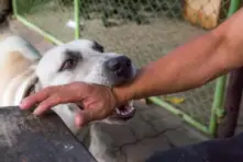 dog biting a man’s arm