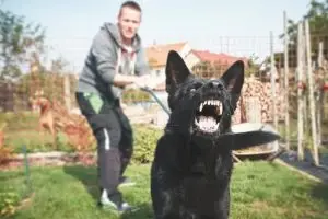 An aggressive dog snarls while its owner tries to restrain it.