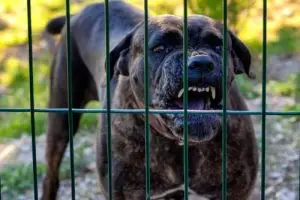 Hinesville Dog Bite Lawyer