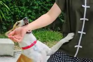 A dog bites a woman’s arm.
