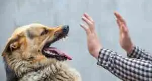 A man has his hands out in fear as a German shepherd growls at him.